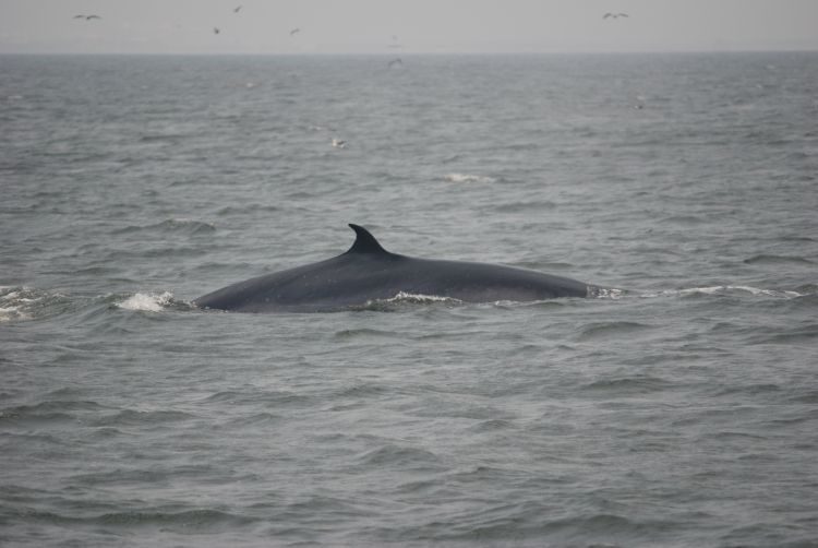 Whale watching vor Puerto Vallarta
