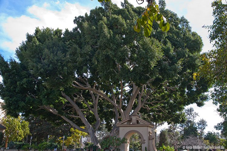 Baum im Balboa Park Baum im Balboa Park