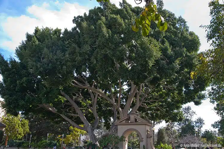 Baum im Balboa Park