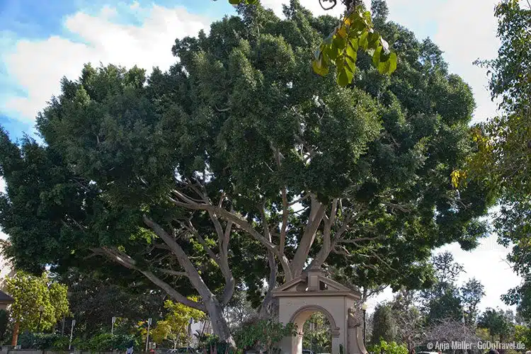 Baum im Balboa Park Baum im Balboa Park