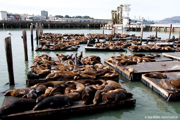 Die Robben am Pier 39 in San Francisco