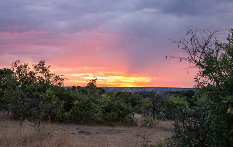 Sonnenuntergang mit Zebras in der Maasai Mara