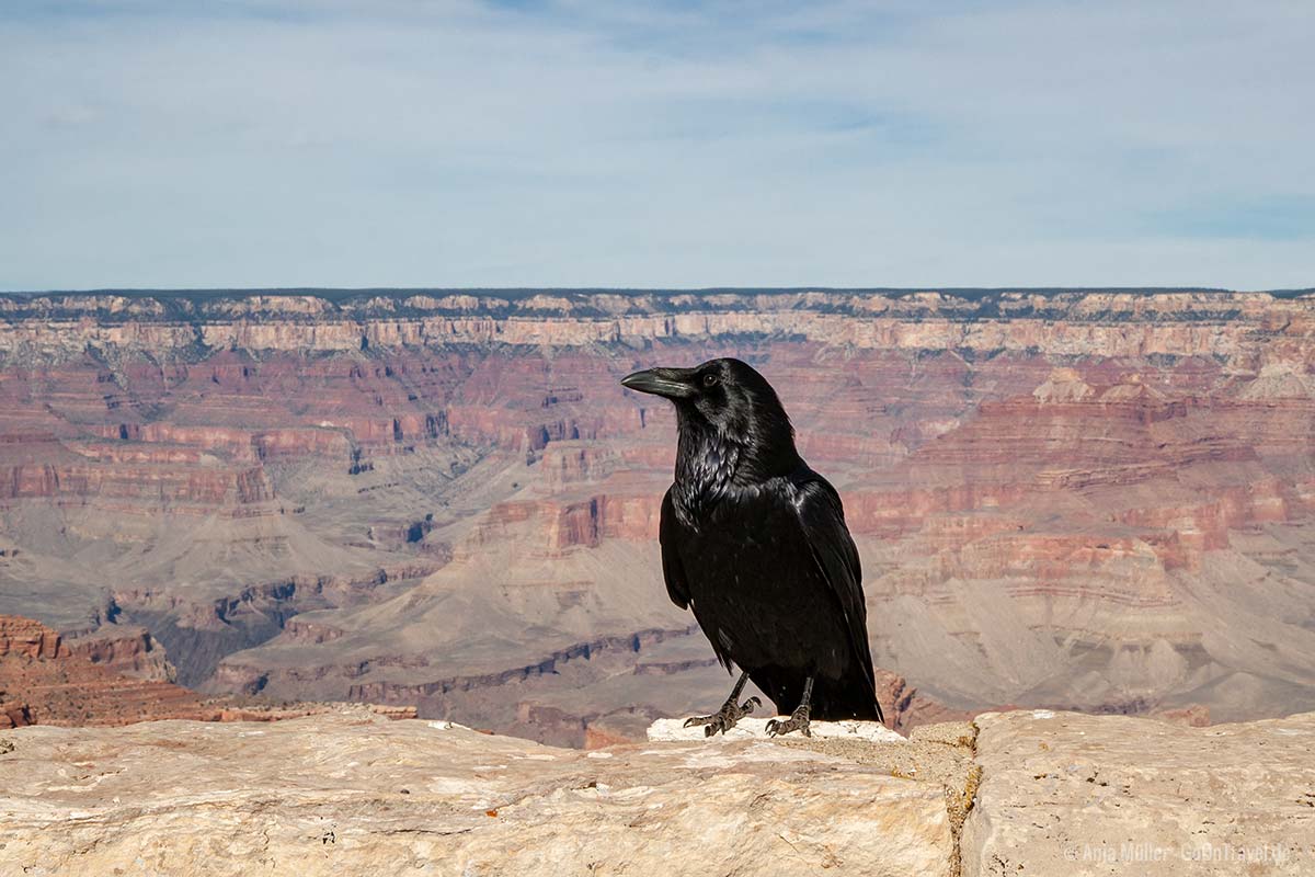 Ein große Rabe vor dem Grand Canyon