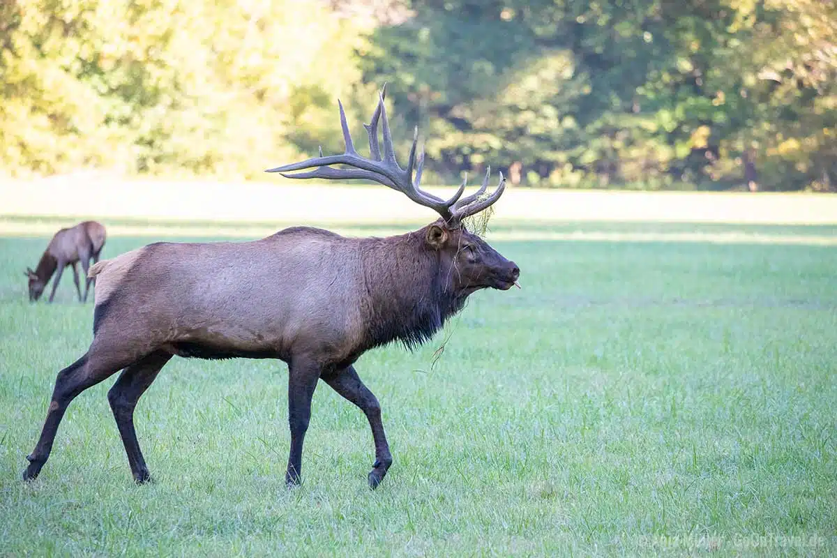 Wapitibulle auf der Suche nach einem Weibchen Wapitibulle auf der Suche nach einem Weibchen