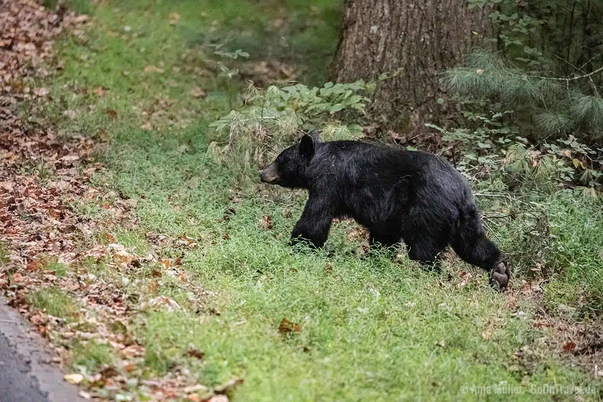 Schwarzbär bevor er die Straße überquert.