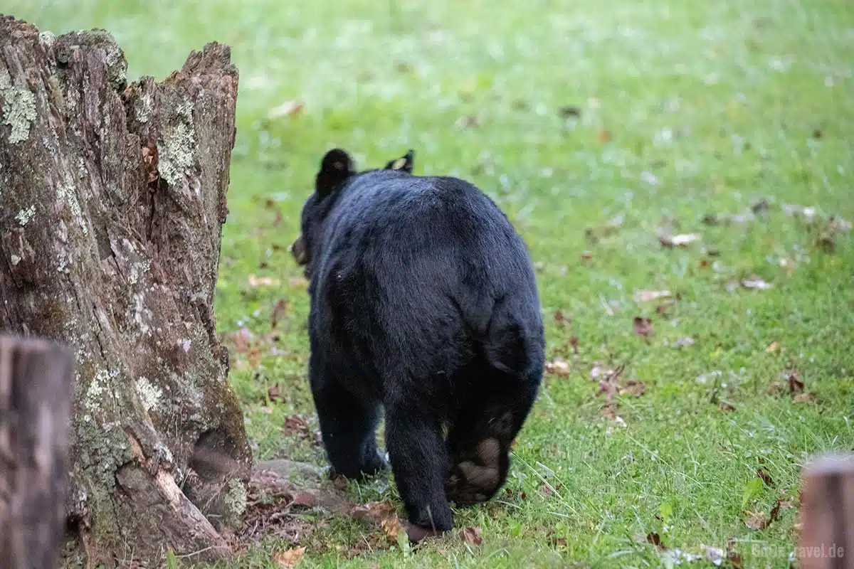 Erste Bärensichtung vorrangig von hinten Erste Bärensichtung vorrangig von hinten