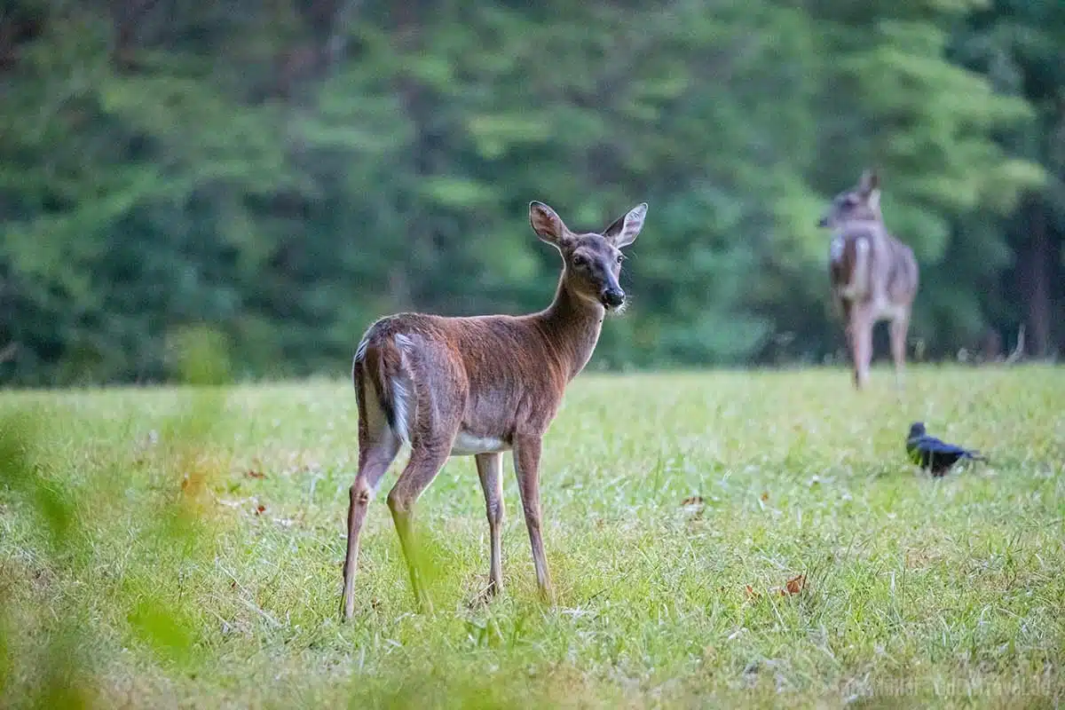 Weißwedelhirsche am Morgen in Cades Cove Weißwedelhirsche am Morgen in Cades Cove