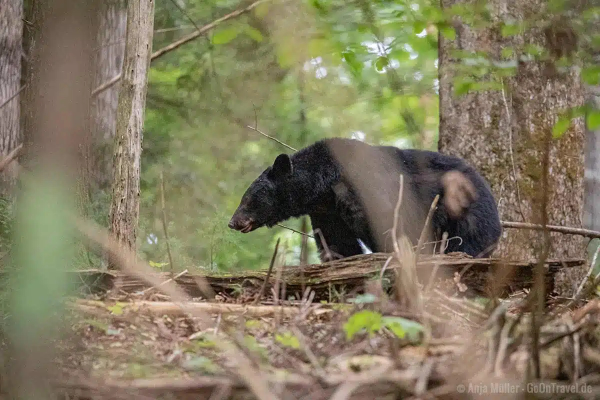 Schwarzbär in Cades Cove Schwarzbär in Cades Cove