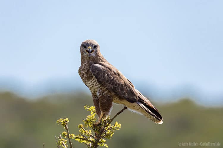 Ein Mäusebussard (Steppe Buzzard) wartet auf Beute. Ein Mäusebussard (Steppe Buzzard) wartet auf Beute.