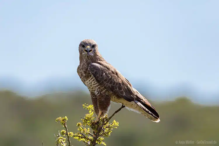 Ein Mäusebussard (Steppe Buzzard) wartet auf Beute. Ein Mäusebussard (Steppe Buzzard) wartet auf Beute.
