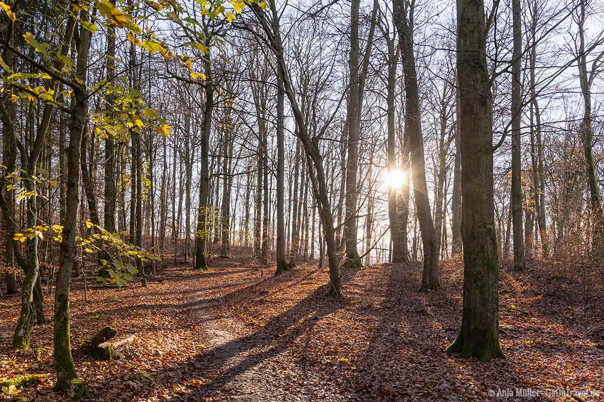 Herbst im Grumsinser Forst Herbst im Grumsinser Forst