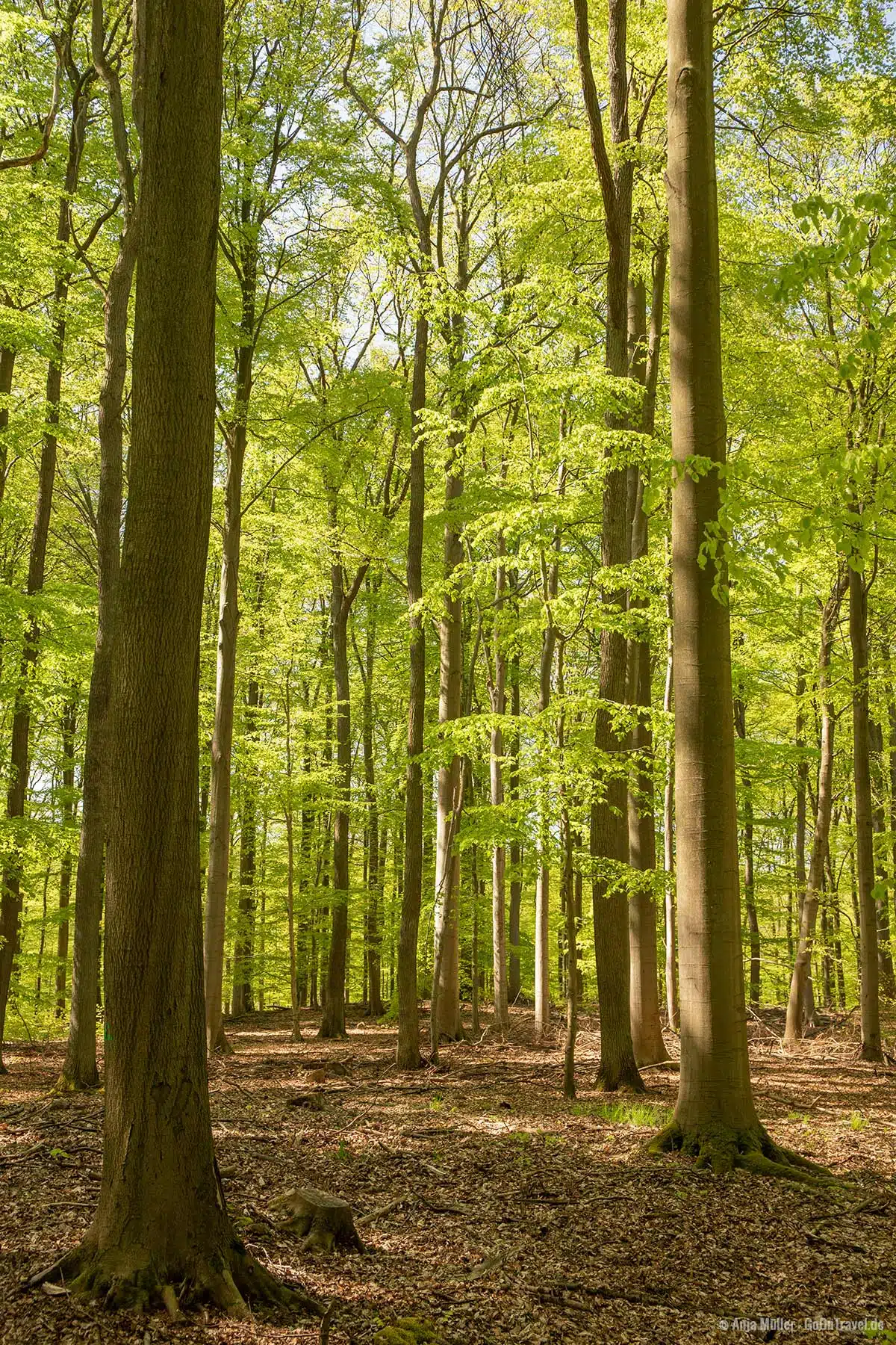 Grumsiner Forst im Frühjahr Grumsiner Forst im Frühjahr