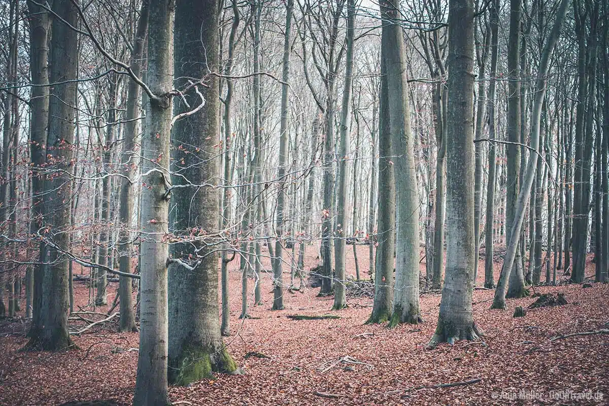 Der Urwald Grumsin im Spätherbst Der Urwald Grumsin im Spätherbst