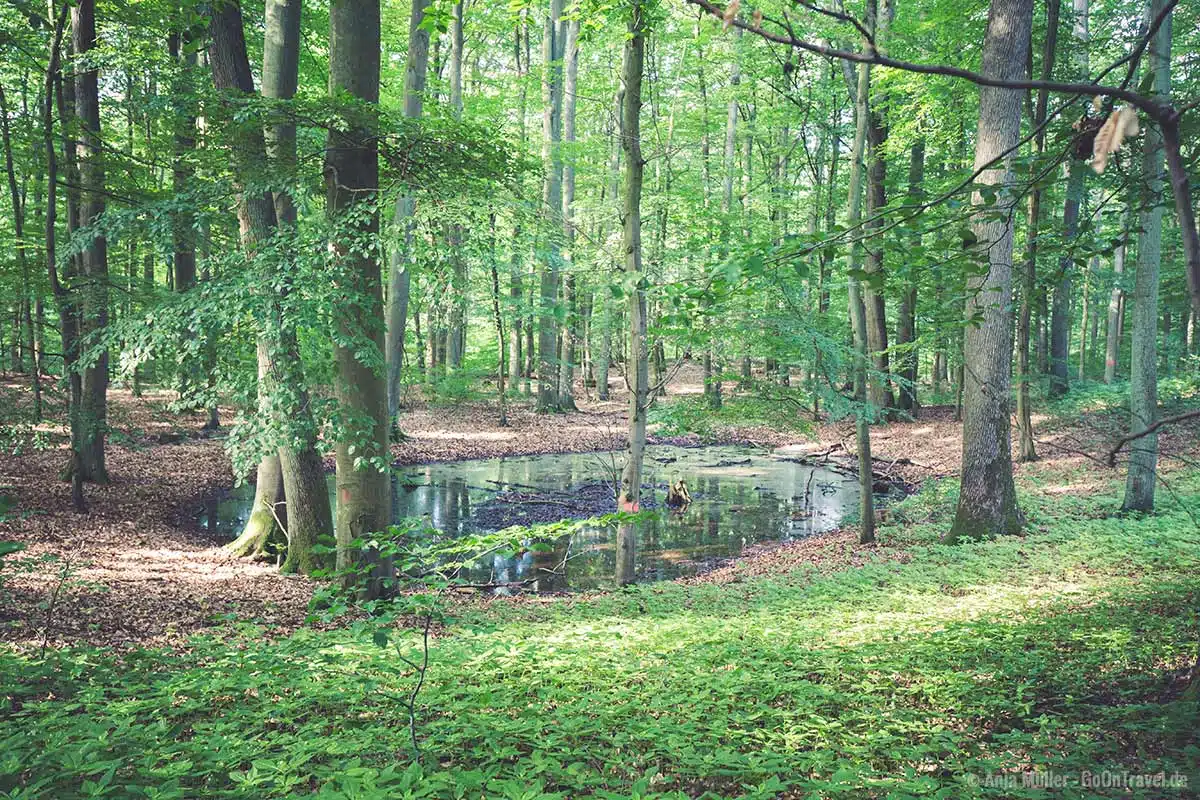 Eingelagerte Wasserfläche im Forst Grumsin Eingelagerte Wasserfläche im Forst Grumsin