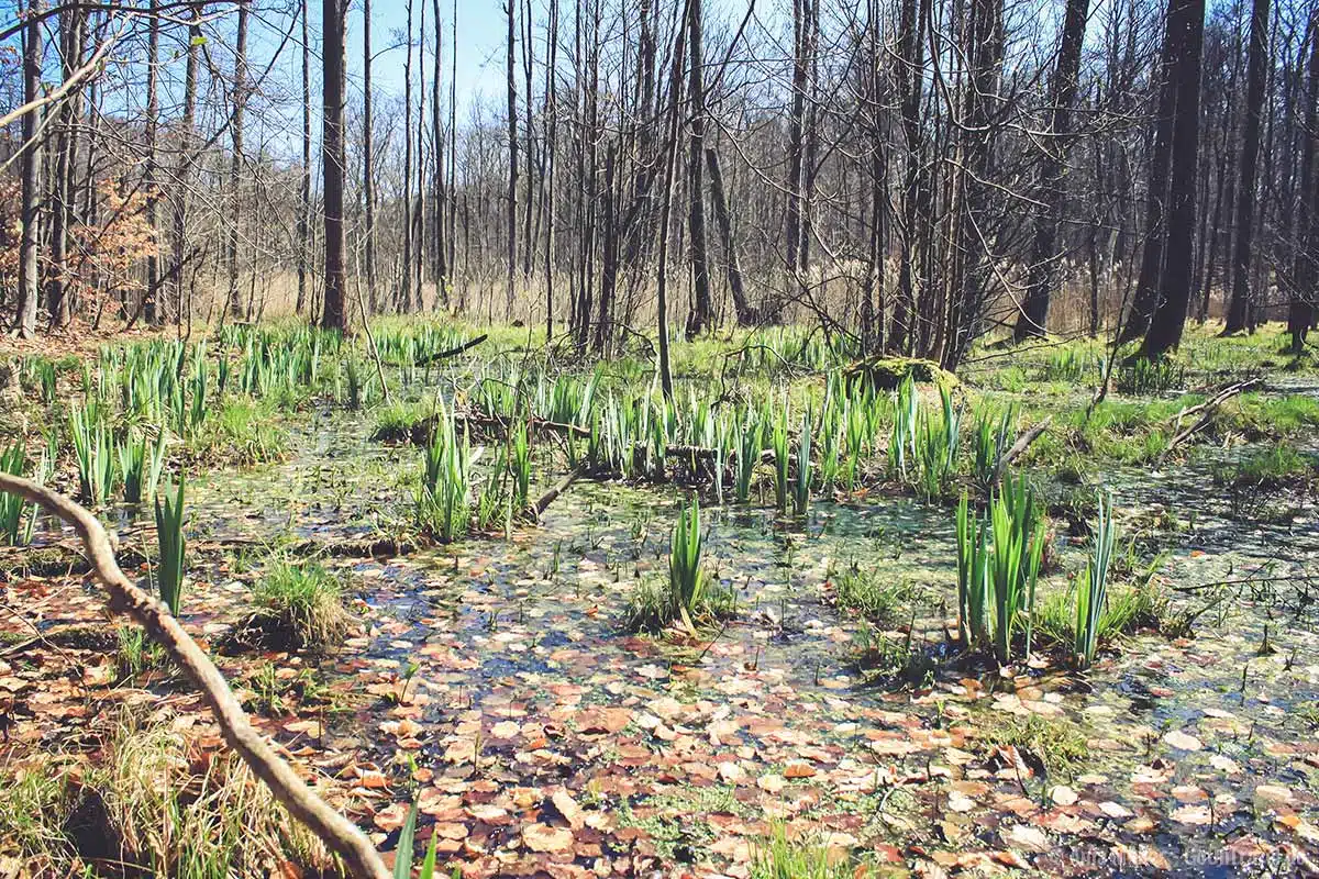 Wasserlilien im Grumsin im Fühling Wasserlilien im Grumsin im Fühling