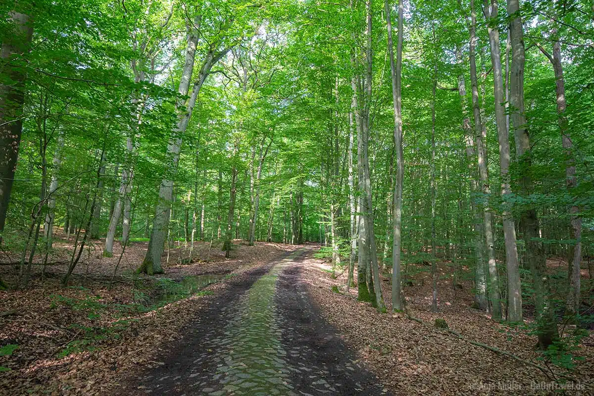 Sommer im Buchenwald Grumsin Sommer im Buchenwald Grumsin