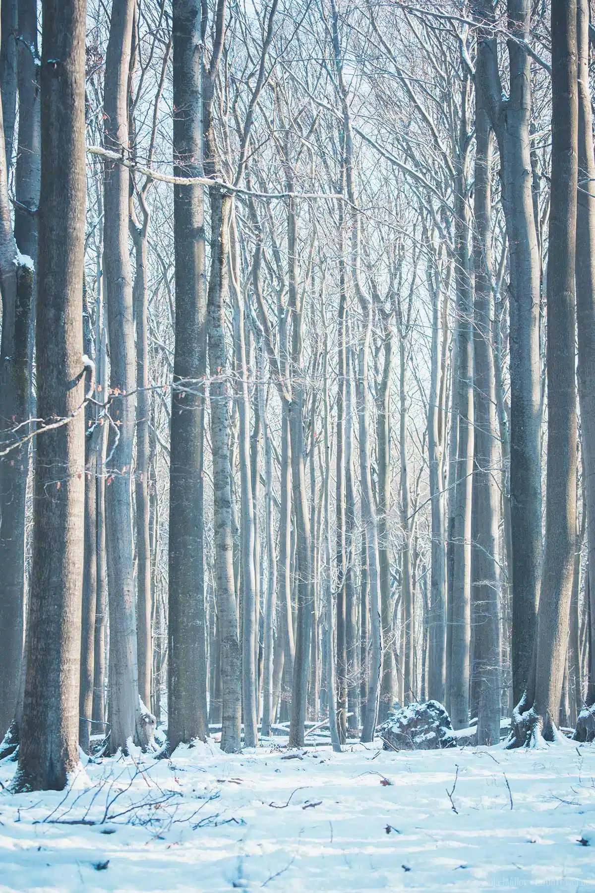 Buchenwald Grumsin im Winter Buchenwald Grumsin im Winter