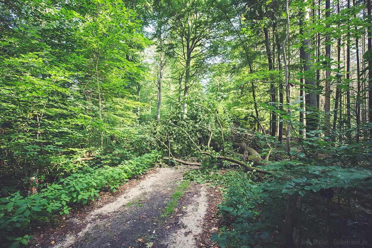 Umgefallener Baum mitten auf dem Wanderweg Umgefallener Baum mitten auf dem Wanderweg
