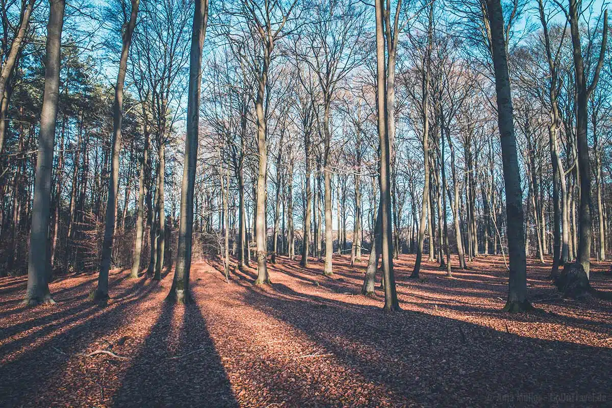 Buchwald im Herbst Buchwald im Herbst