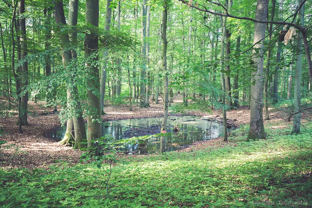 Wasserstelle im Grumsin Wasserstelle im Grumsin