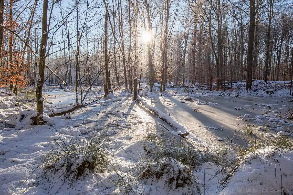 Moor im Grumsin im Winter Moor im Grumsin im Winter
