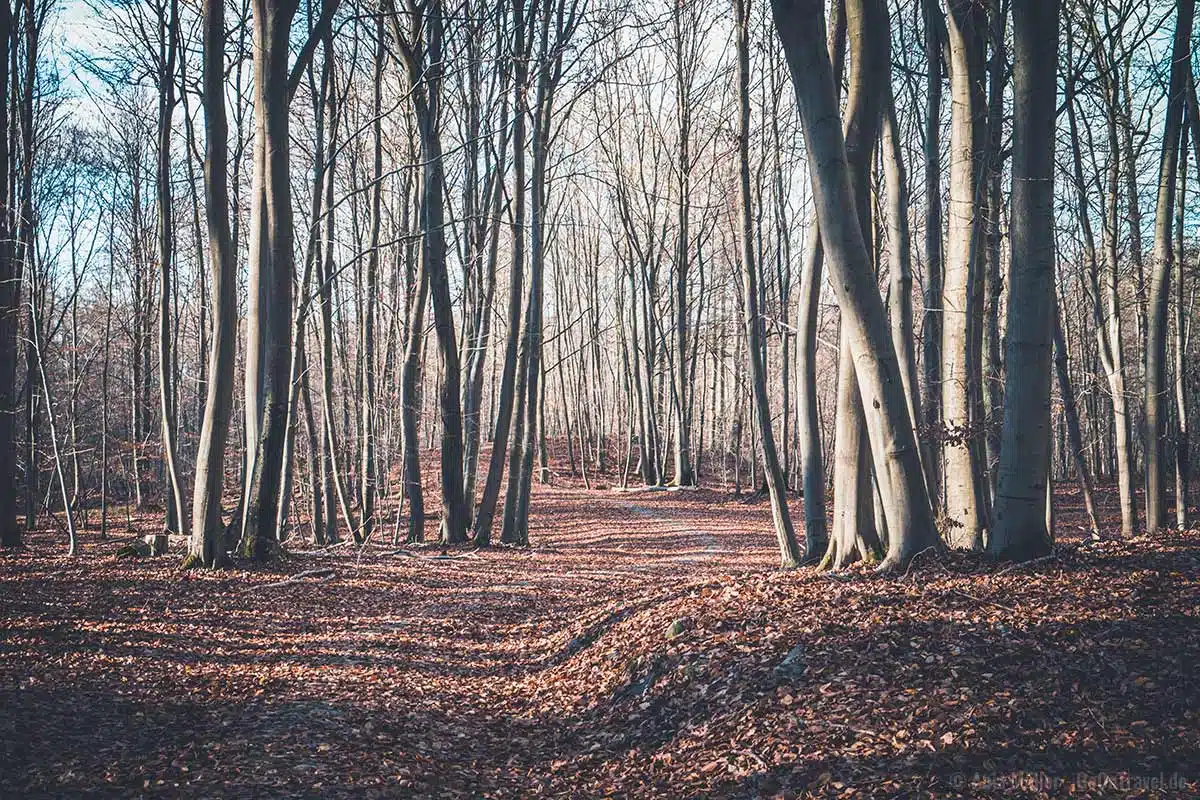 Eindrucksvolle Buchen entlang des Weges Eindrucksvolle Buchen entlang des Weges