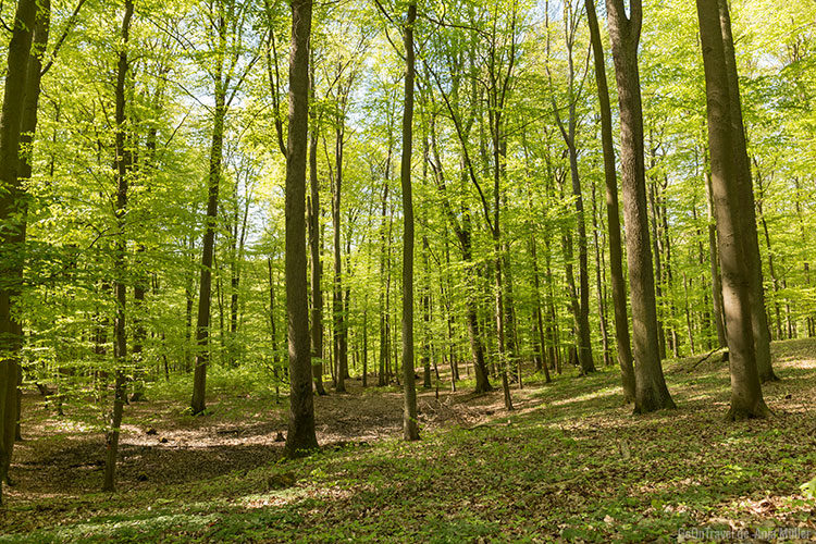 Ein Wald voller Buchenwälder - der Grumsiner Forst