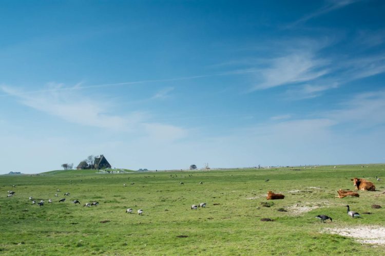 Hallig Hooge Ringelgaense und Warft