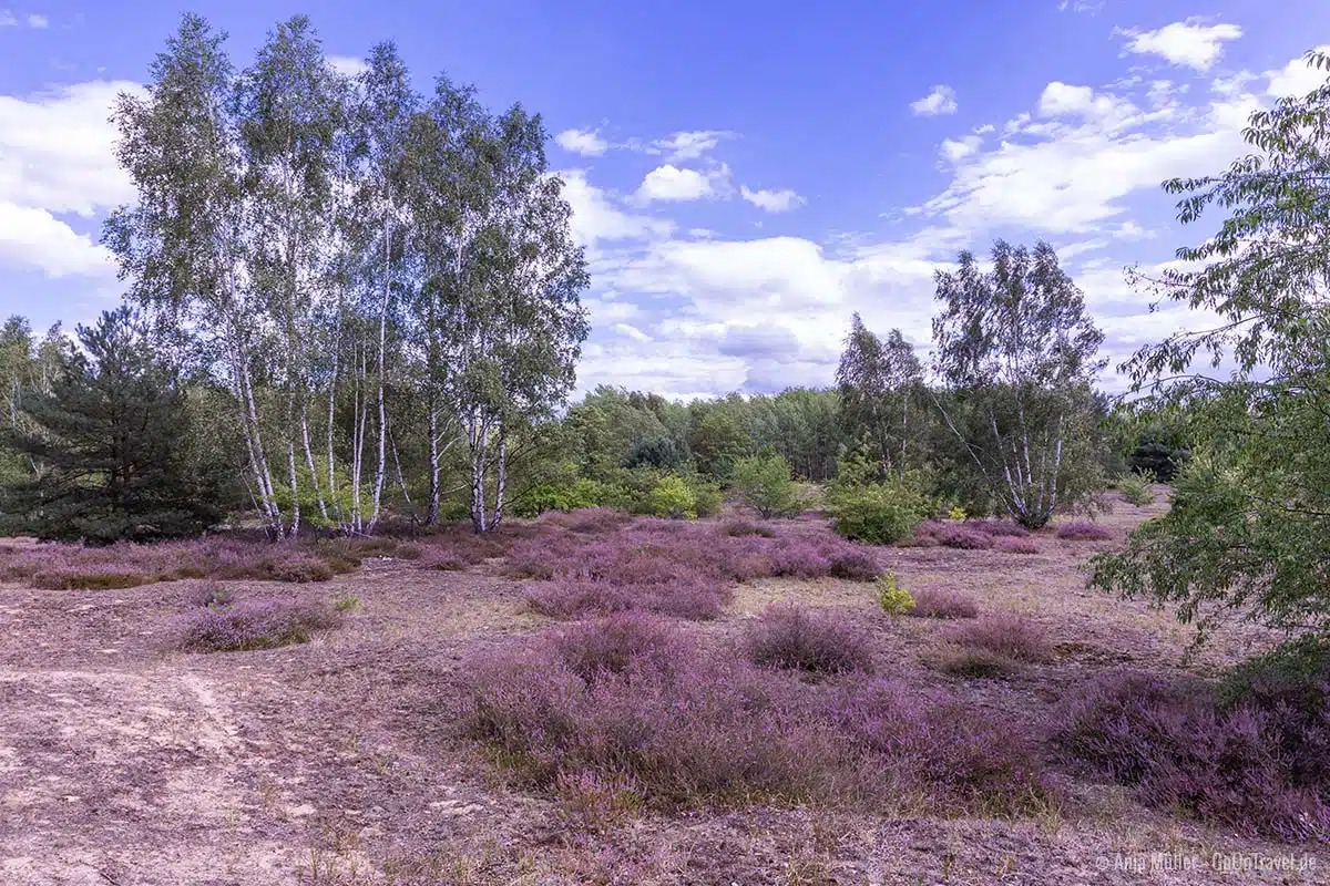 Hasenheide in der Döberitzer Heide Hasenheide in der Döberitzer Heide
