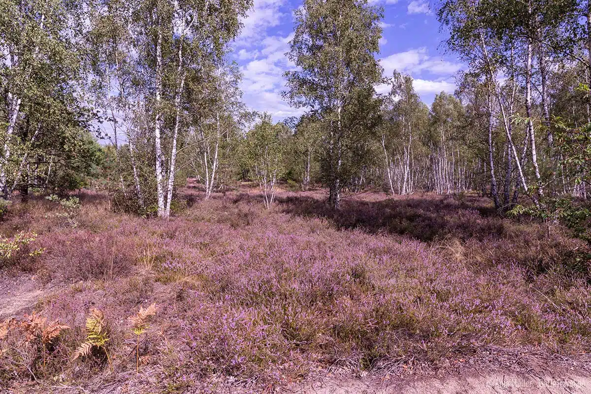 Döberitzer Heide Döberitzer Heide