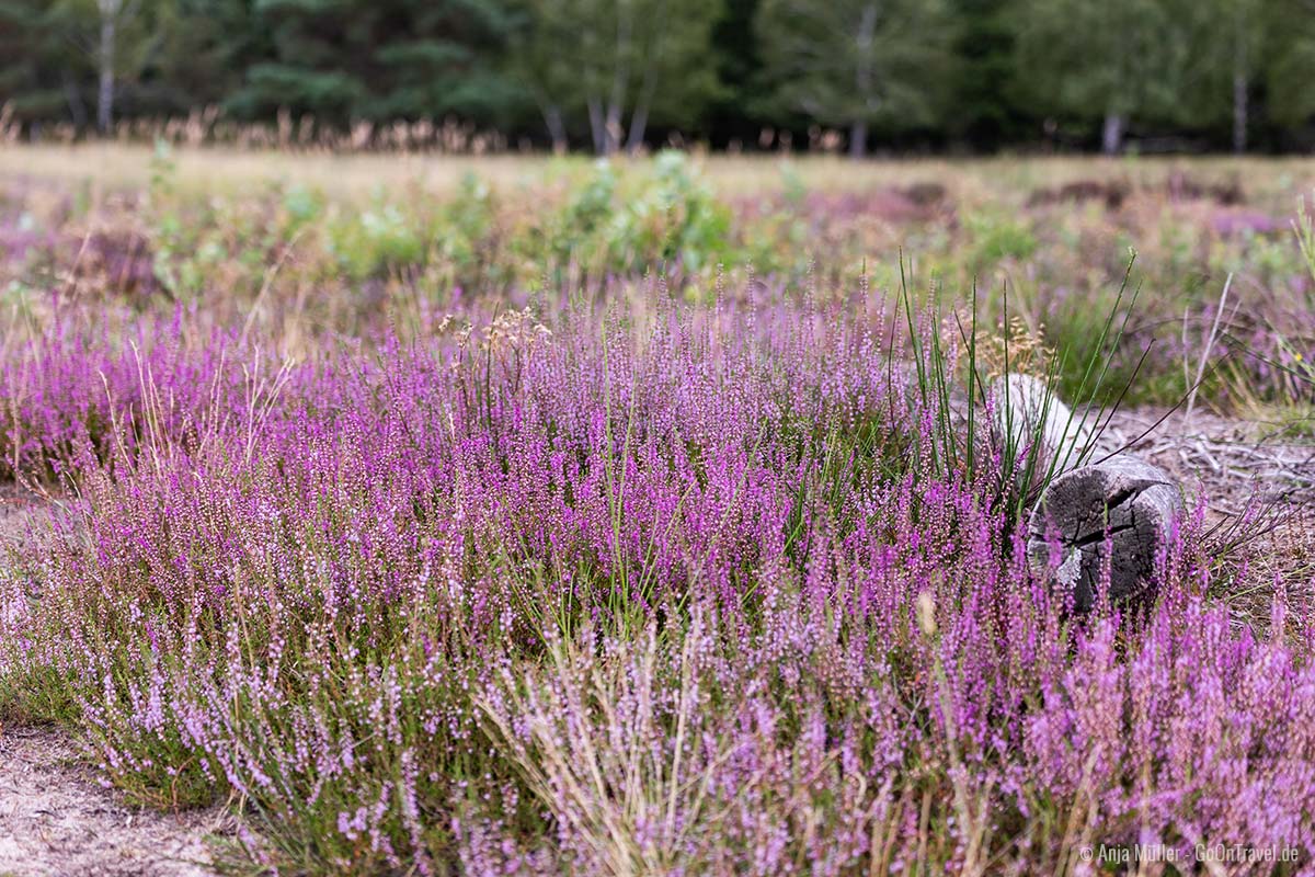 Heidekraut in der Döberitzer Heide Heidekraut in der Döberitzer Heide