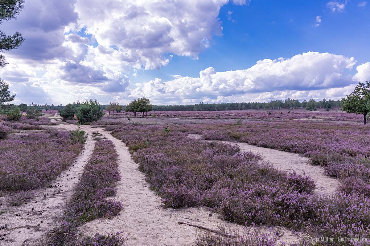 Heideblüte im Naturpark Niederlausitzer Heidelandschaft Heideblüte im Naturpark Niederlausitzer Heidelandschaft