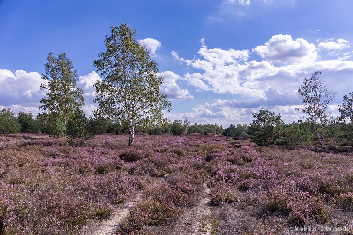 Wanderweg im Forsthaus Prösa