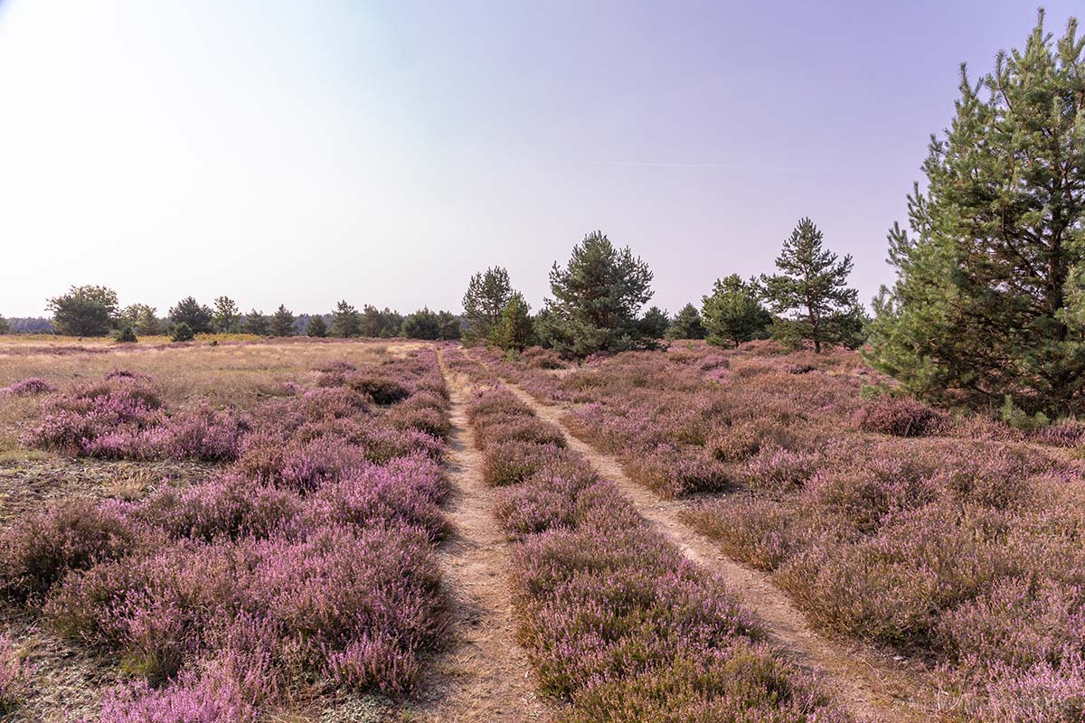 Weg in der Jännersdorfer Heide