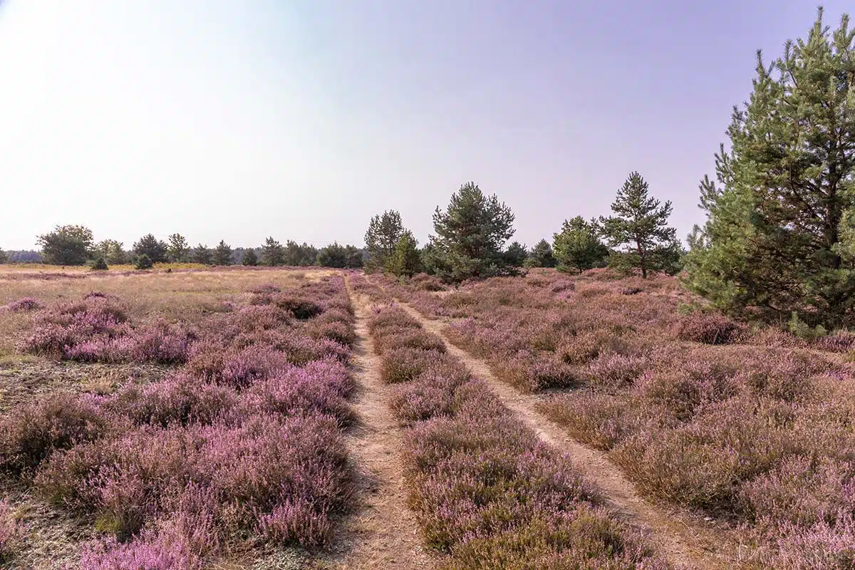 Weg in der Jännersdorfer Heide Weg in der Jännersdorfer Heide