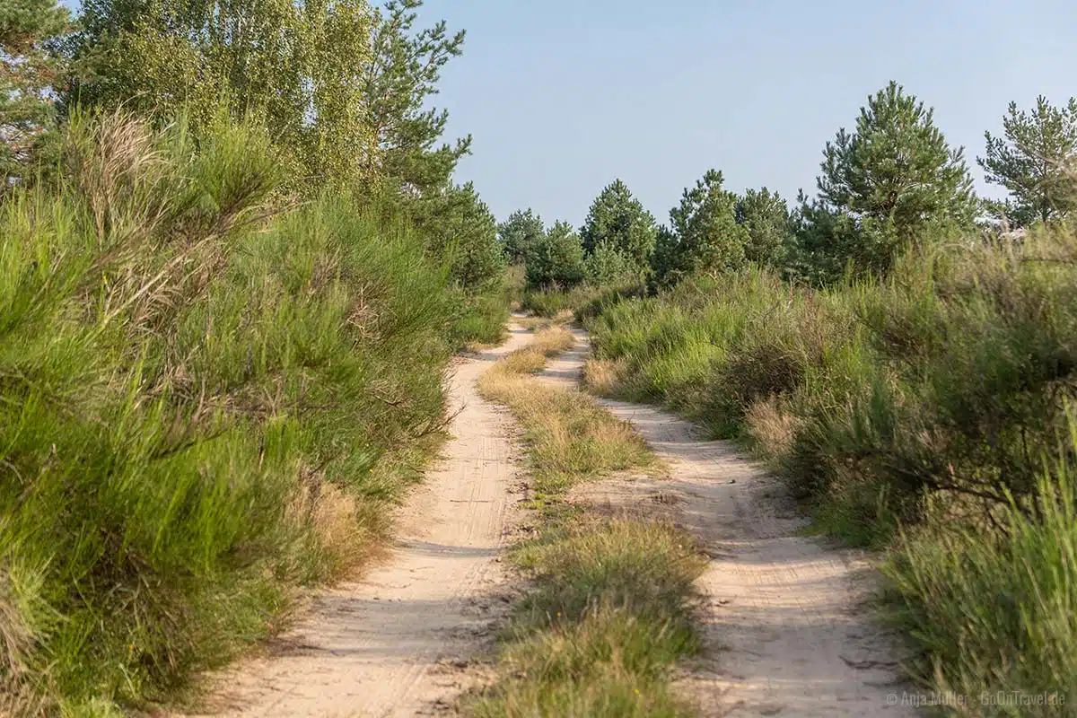 Ginstersträucher in der Jännersdorfer Heide Ginstersträucher in der Jännersdorfer Heide