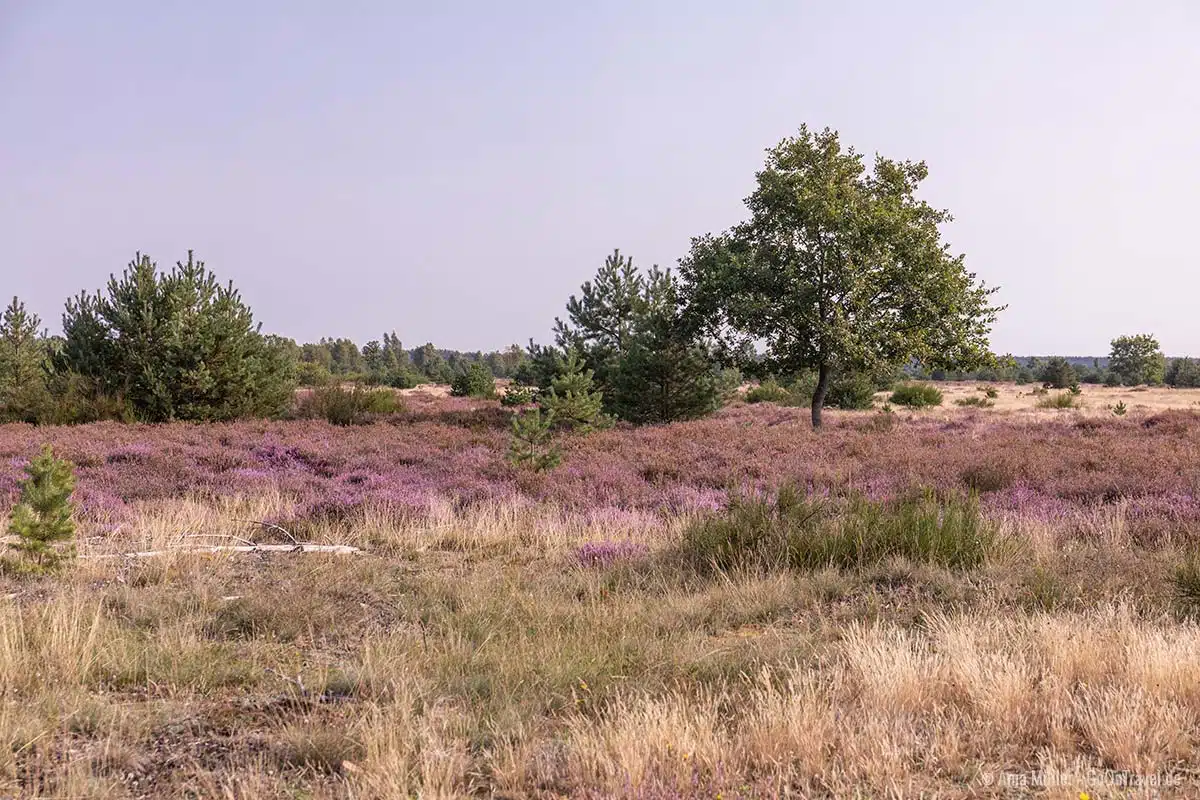 Jännersdorfer Heide Jännersdorfer Heide