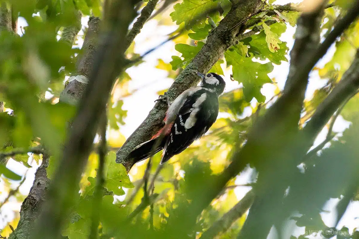 Specht in der Kyritz-Ruppiner Heide Specht in der Kyritz-Ruppiner Heide