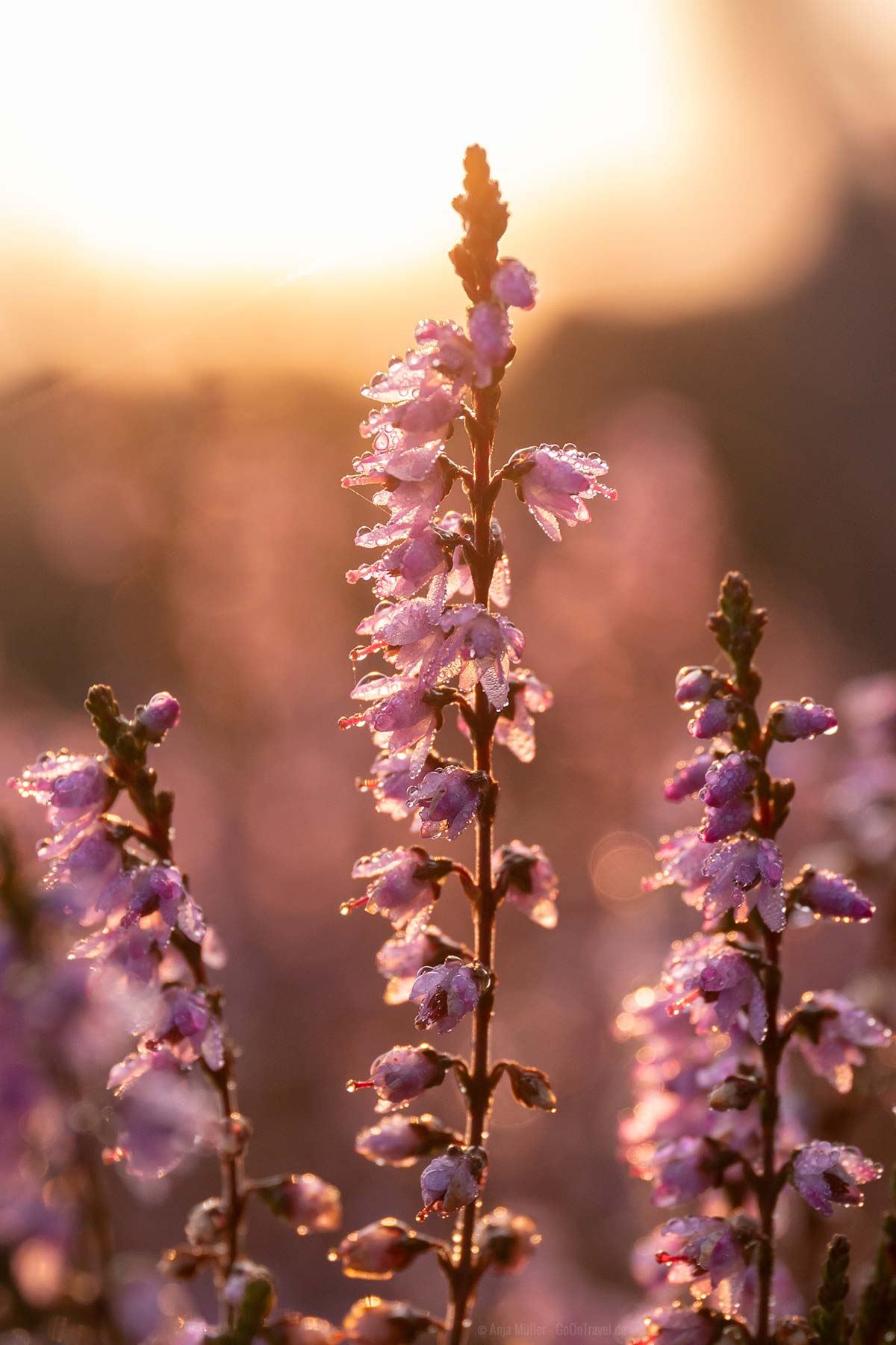 Morgentau auf der Besenheide