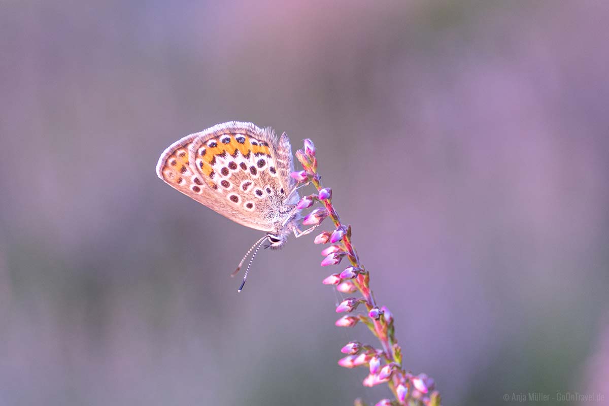 Schmetterling auf der Besenheide Schmetterling auf der Besenheide