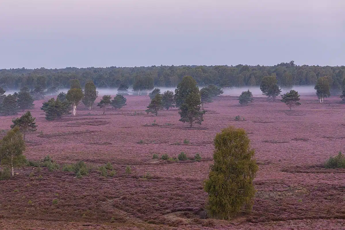 Kyritz-Ruppiner Heide im Morgennebel Kyritz-Ruppiner Heide im Morgennebel