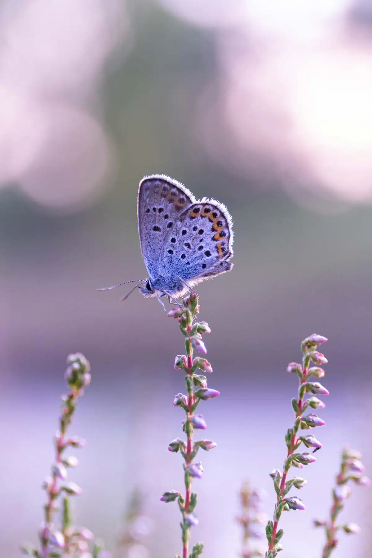 Schmetterling im Abendlicht Schmetterling im Abendlicht