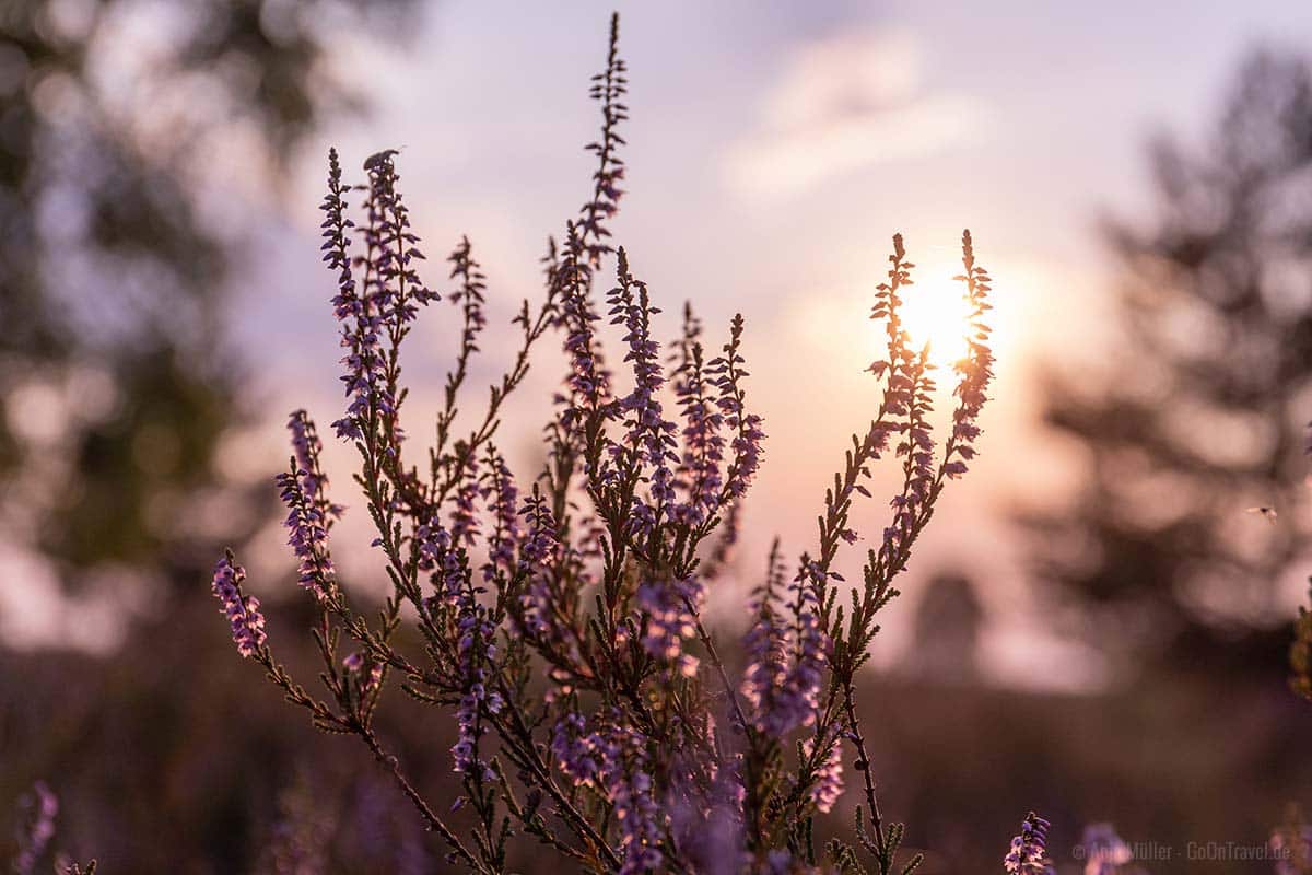 Heide im Sonnenuntergang