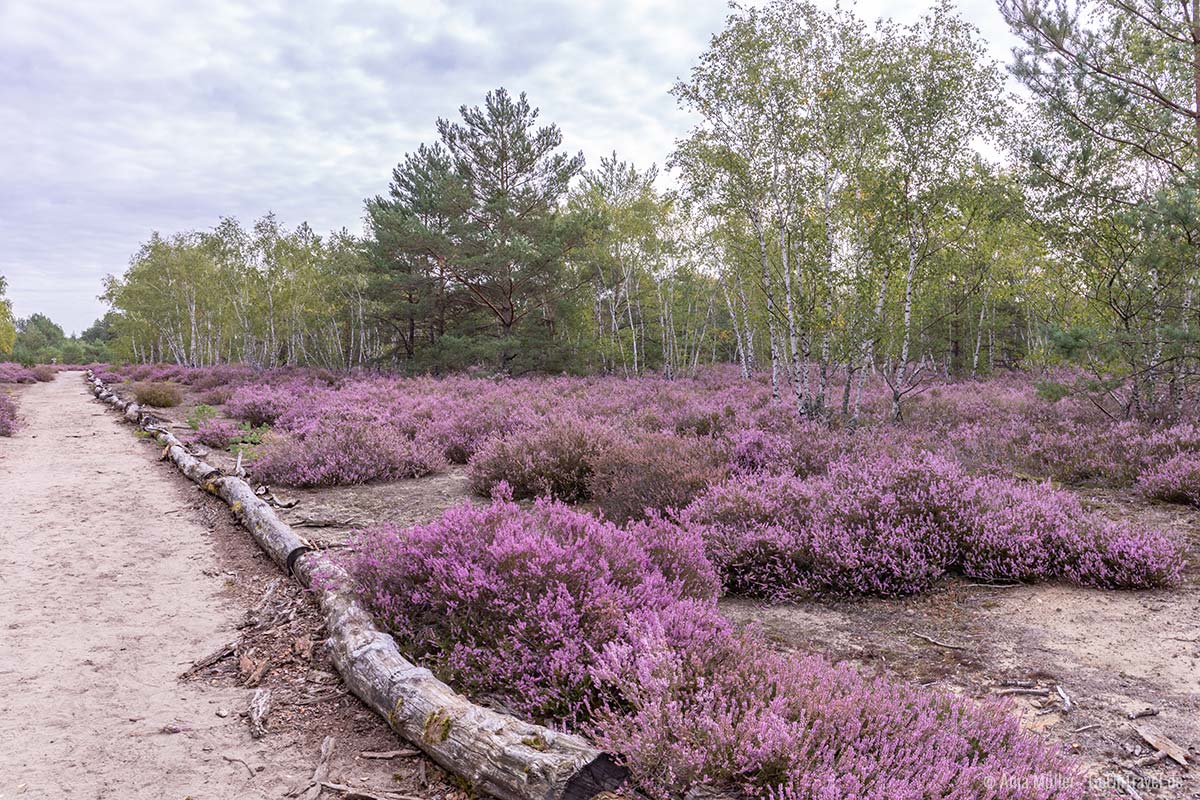 Heidelehrweg im Sukzessionspark Lieberose Heidelehrweg im Sukzessionspark Lieberose