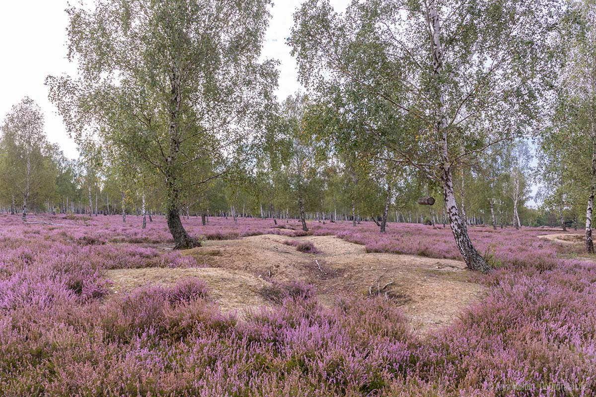 Reicherskreuzer Heide Reicherskreuzer Heide
