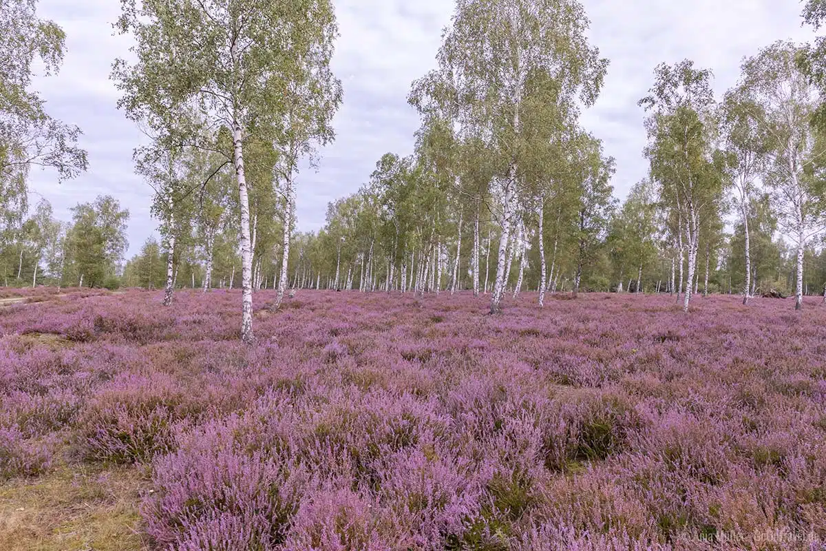 Birkenwald in der Reicherskreuzer Heide Birkenwald in der Reicherskreuzer Heide