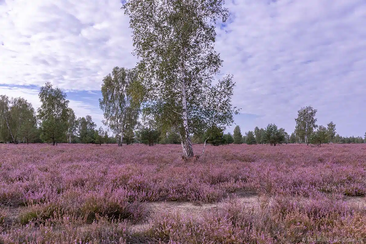 Schönste Heide Brandenburg Schönste Heide Brandenburg