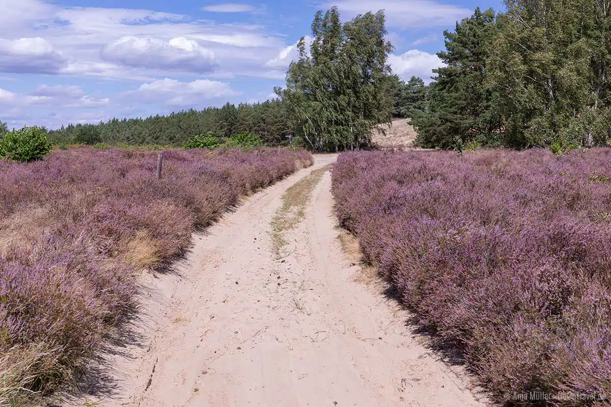 Saarmunder Heide Saarmunder Heide