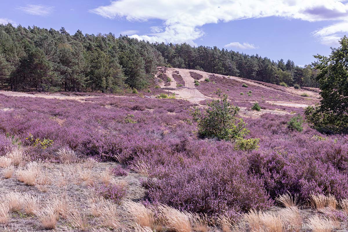 Ursprüngliche Heide Brandenburg