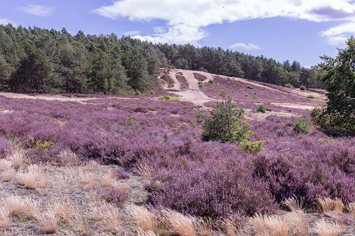 Ursprüngliche Heide Brandenburg Ursprüngliche Heide Brandenburg
